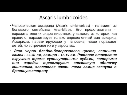 Ascaris lumbricoides Человеческая аскарида (Ascaris lumbricoides) - гельминт из большого