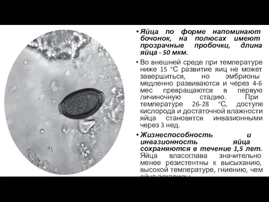 Яйца по форме напоминают бочонок, на полюсах имеют прозрачные пробочки,