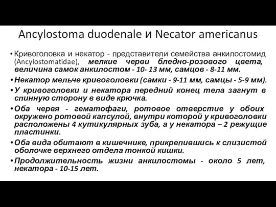 Ancylostoma duodenale и Necator americanus Кривоголовка и некатор - представители