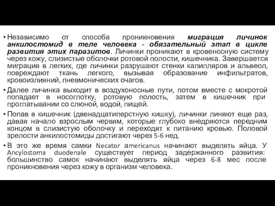 Независимо от способа проникновения миграция личинок анкилостомид в теле человека