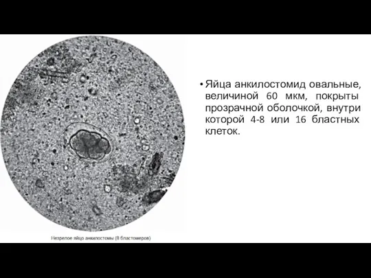 Яйца анкилостомид овальные, величиной 60 мкм, покрыты прозрачной оболочкой, внутри которой 4-8 или 16 бластных клеток.