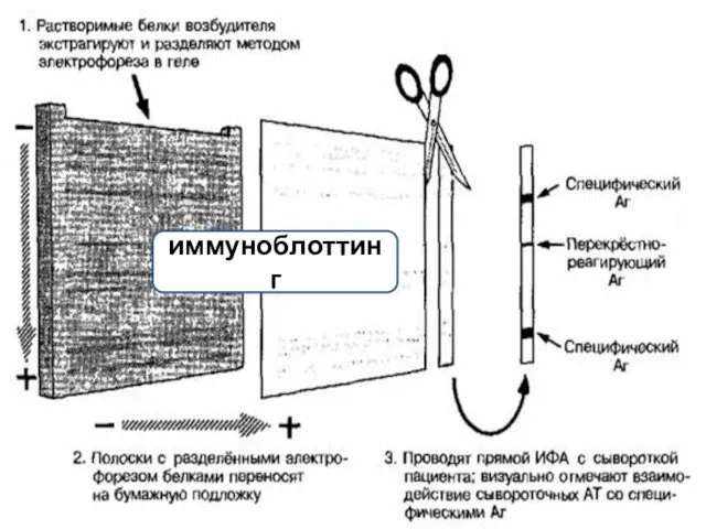 иммуноблоттинг