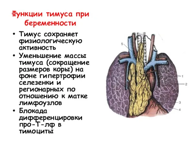 Функции тимуса при беременности Тимус сохраняет физиологическую активность Уменьшение массы