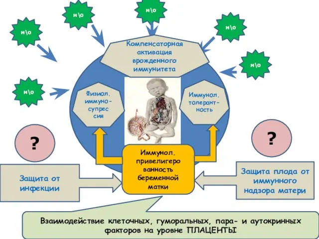 Физиол. иммуно-супрес сия Иммунол. толерант- ность м\о м\о м\о м\о