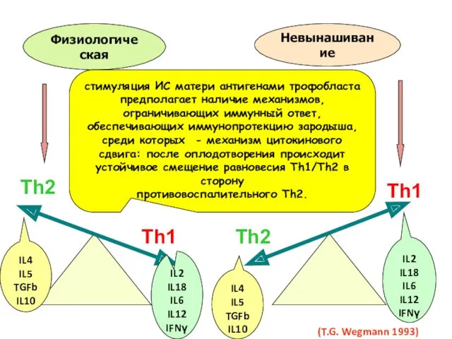 (T.G. Wegmann 1993) Физиологическая Th2 Th1 Th2 Th1 Невынашивание IL4