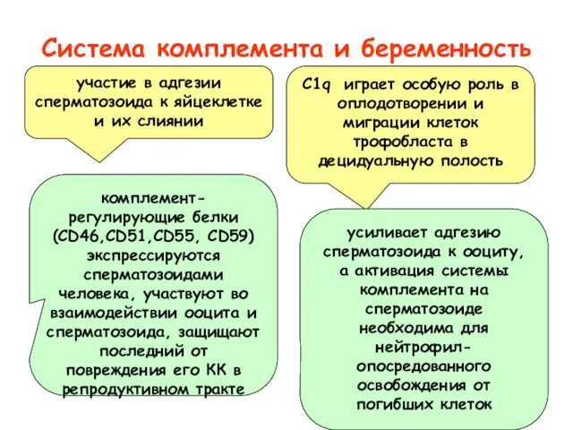 Система комплемента и беременность участие в адгезии сперматозоида к яйцеклетке