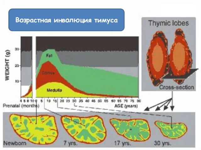 Возрастная инволюция тимуса