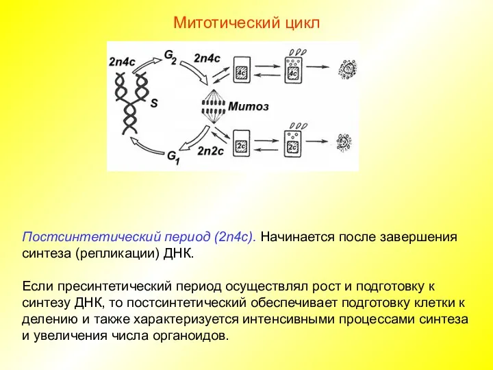 Митотический цикл Постсинтетический период (2n4c). Начинается после завершения синтеза (репликации)
