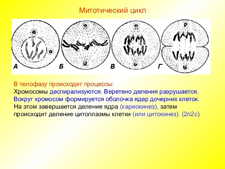 В телофазу происходят процессы: Хромосомы деспирализуются. Веретено деления разрушается. Вокруг