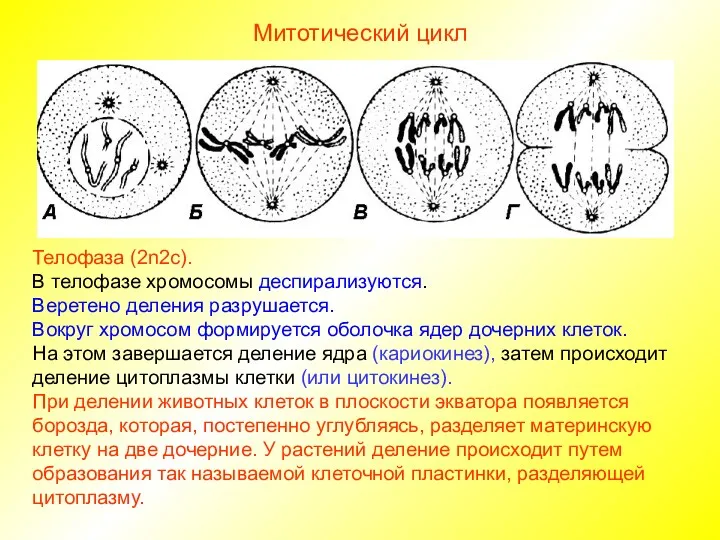 Митотический цикл Телофаза (2n2c). В телофазе хромосомы деспирализуются. Веретено деления