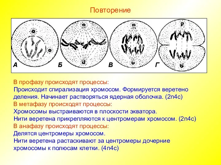 Повторение В профазу происходят процессы: Происходит спирализация хромосом. Формируется веретено