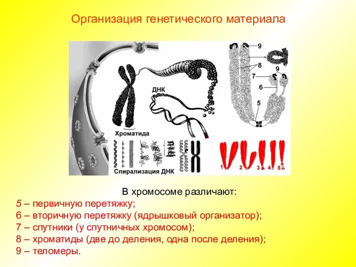 В хромосоме различают: 5 – первичную перетяжку; 6 – вторичную