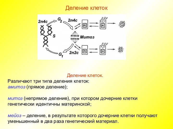 Деление клеток Деление клеток. Различают три типа деления клеток: амитоз