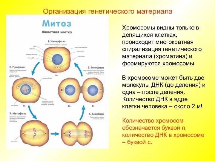 Хромосомы видны только в делящихся клетках, происходит многократная спирализация генетического