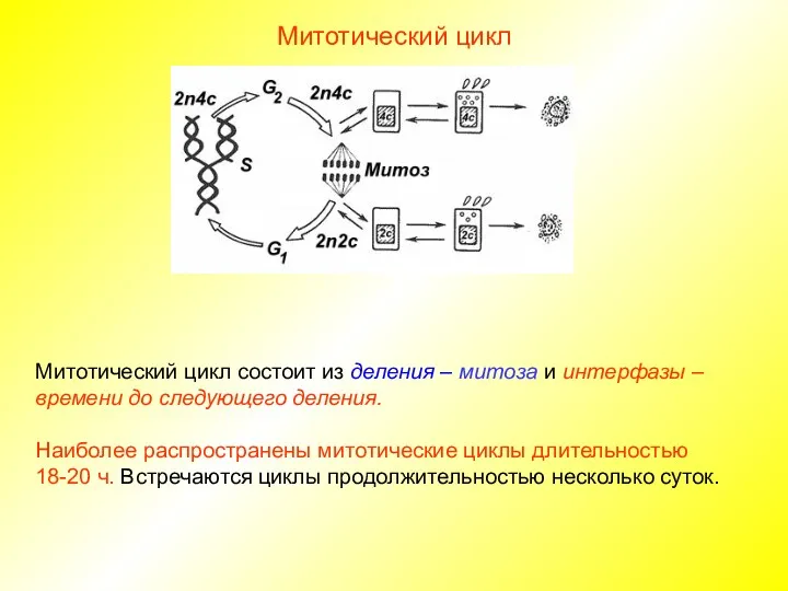 Митотический цикл Митотический цикл состоит из деления – митоза и