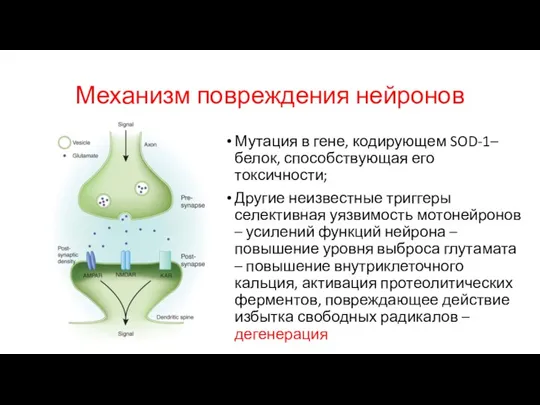 Механизм повреждения нейронов Мутация в гене, кодирующем SOD-1– белок, способствующая