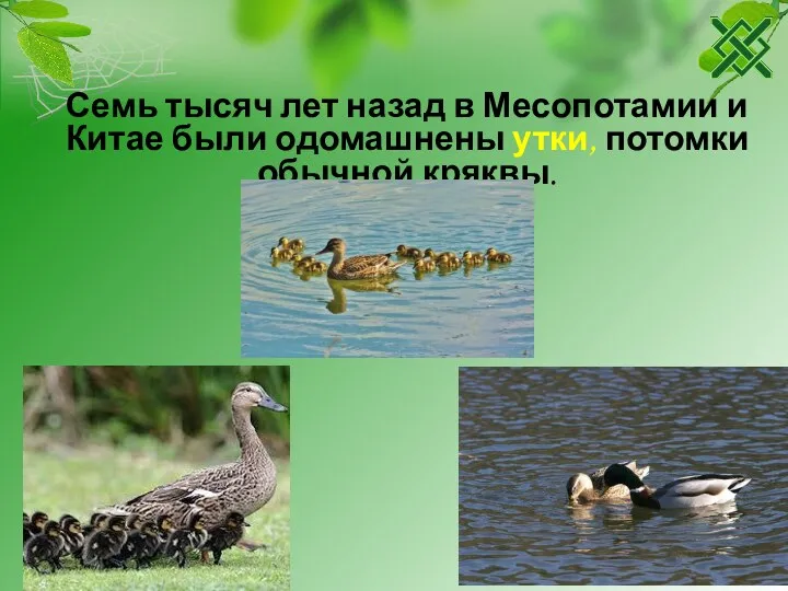 Семь тысяч лет назад в Месопотамии и Китае были одомашнены утки, потомки обычной кряквы.