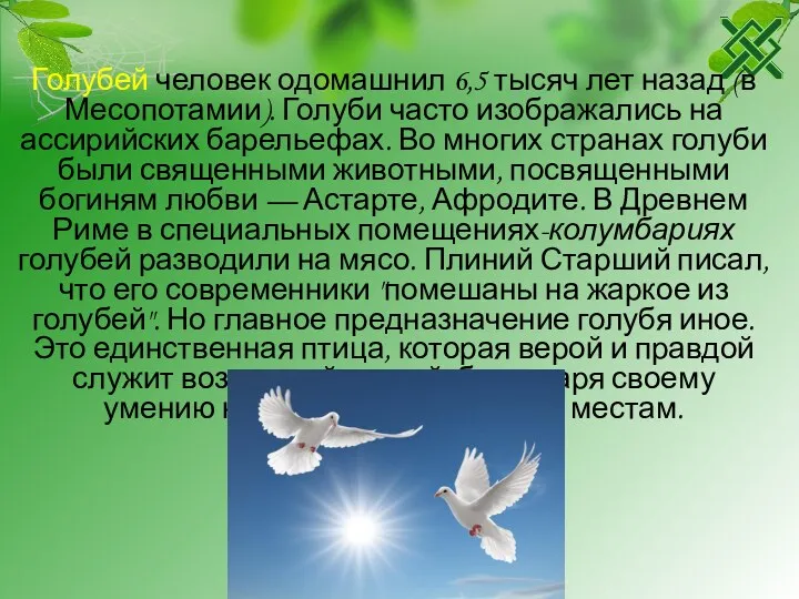 Голубей человек одомашнил 6,5 тысяч лет назад (в Месопотамии). Голуби