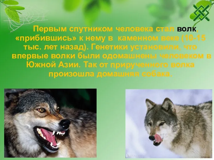 Первым спутником человека стал волк, «прибившись» к нему в каменном