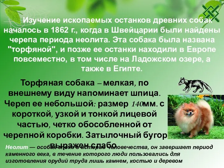 Изучение ископаемых останков древних собак началось в 1862 г., когда