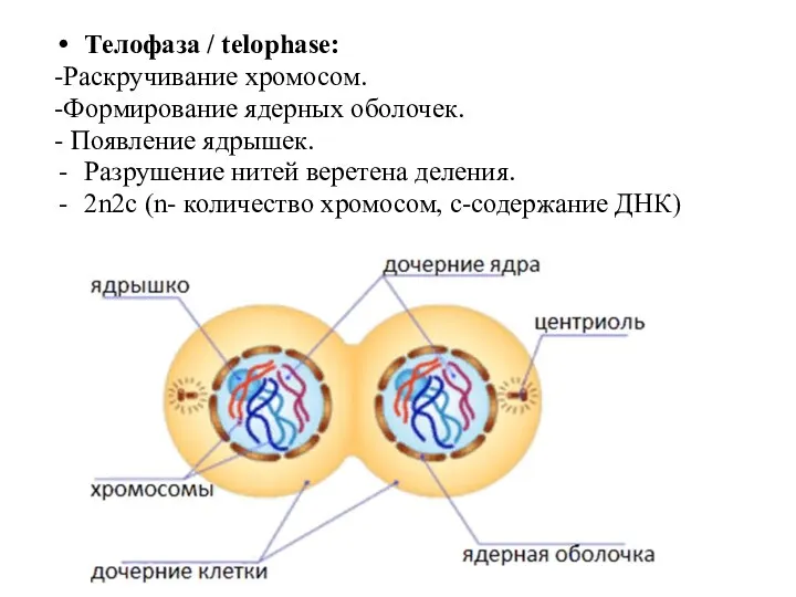 Телофаза / telophase: -Раскручивание хромосом. -Формирование ядерных оболочек. - Появление ядрышек. Разрушение нитей