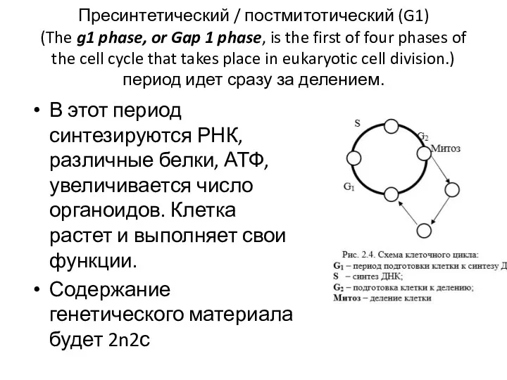 Пресинтетический / постмитотический (G1) (The g1 phase, or Gap 1 phase, is the