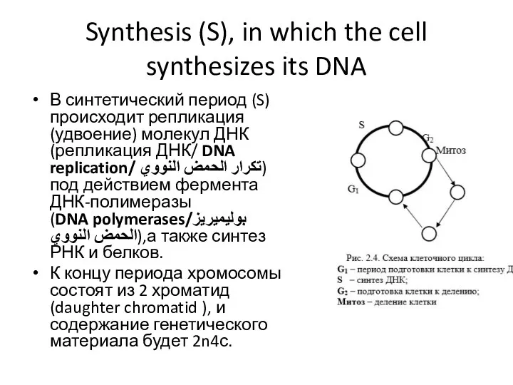 Synthesis (S), in which the cell synthesizes its DNA В синтетический период (S)