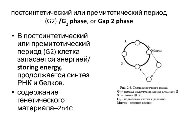 постсинтетический или премитотический период (G2) /G2 phase, or Gap 2 phase В постсинтетический