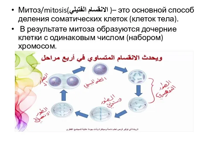 Митоз/mitosis(الانقسام الفتيلي )– это основной способ деления соматических клеток (клеток тела). В результате