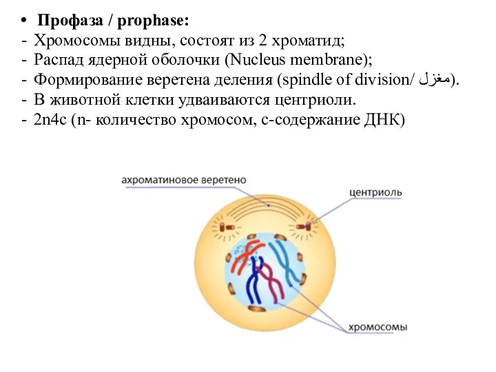 Профаза / prophase: Хромосомы видны, состоят из 2 хроматид; Распад ядерной оболочки (Nucleus
