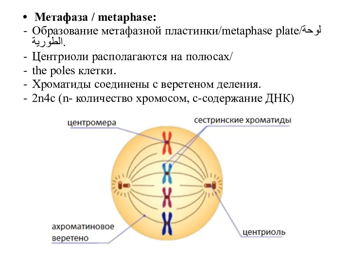 Метафаза / metaphase: Образование метафазной пластинки/metaphase plate/لوحة الطورية. Центриоли располагаются на полюсах/ the