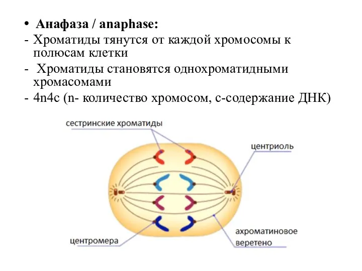 Анафаза / anaphase: Хроматиды тянутся от каждой хромосомы к полюсам клетки Хроматиды становятся