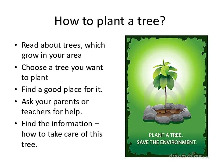 How to plant a tree? Read about trees, which grow in your area