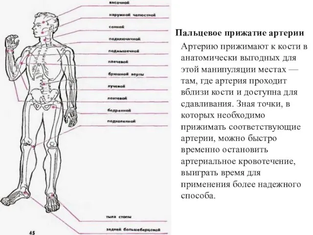 Пальцевое прижатие артерии Артерию прижимают к кости в анатомически выгодных