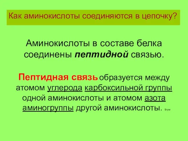 Как аминокислоты соединяются в цепочку? Аминокислоты в составе белка соединены