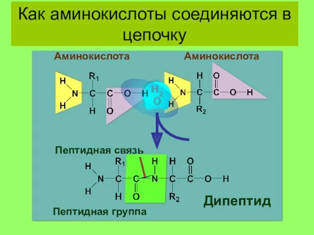 + Аминокислота Аминокислота Пептидная группа Дипептид Пептидная связь Пептидная связь Как аминокислоты соединяются в цепочку