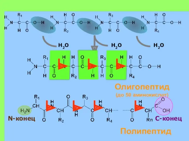 H2O H2O H2O Полипептид N-конец С-конец Олигопептид (до 50 аминокислот)