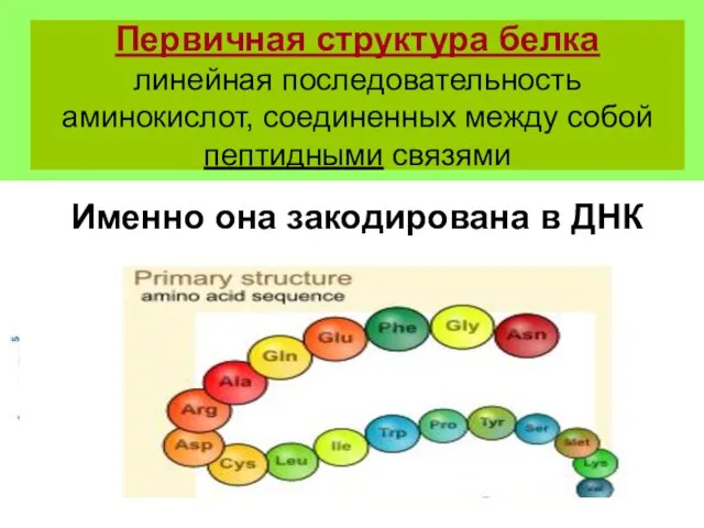 Первичная структура белка линейная последовательность аминокислот, соединенных между собой пептидными связями Именно она закодирована в ДНК