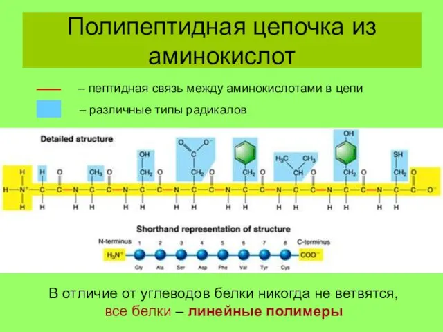 Полипептидная цепочка из аминокислот – пептидная связь между аминокислотами в