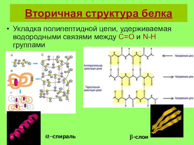 Вторичная структура белка α−спираль β-слои Укладка полипептидной цепи, удерживаемая водородными связями между С=О и N-H группами