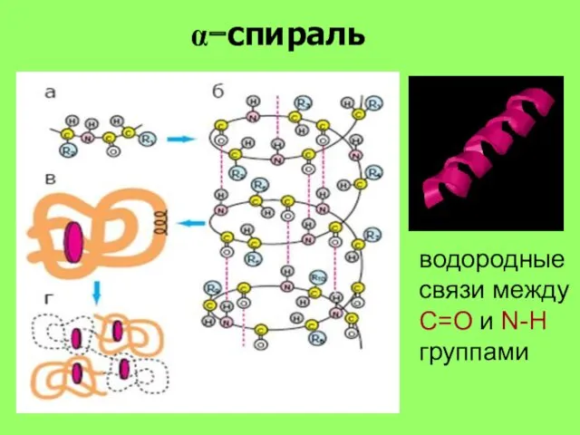 α−спираль водородные связи между С=О и N-H группами