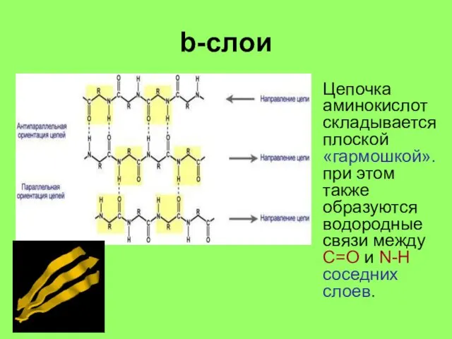 Цепочка аминокислот складывается плоской «гармошкой». при этом также образуются водородные