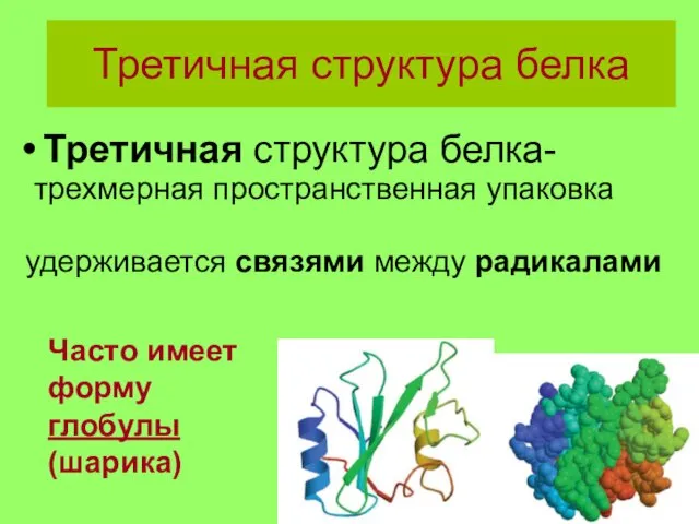 Третичная структура белка Третичная структура белка- трехмерная пространственная упаковка удерживается