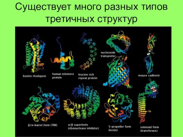 Существует много разных типов третичных структур