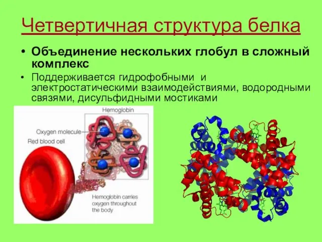 Четвертичная структура белка Объединение нескольких глобул в сложный комплекс Поддерживается