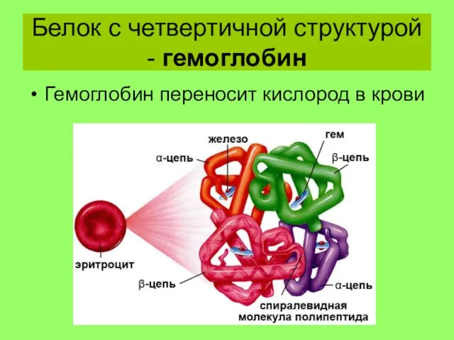 Белок с четвертичной структурой - гемоглобин Гемоглобин переносит кислород в крови