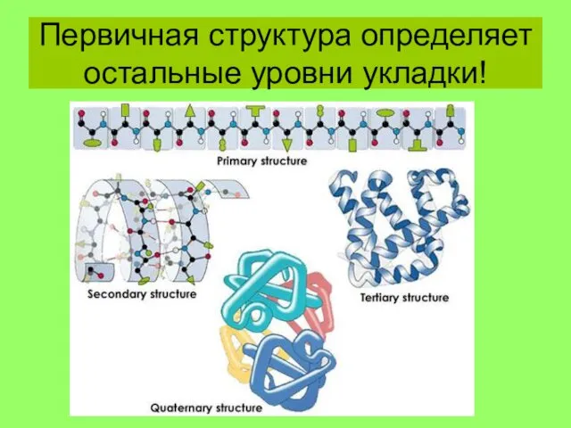 Первичная структура определяет остальные уровни укладки!