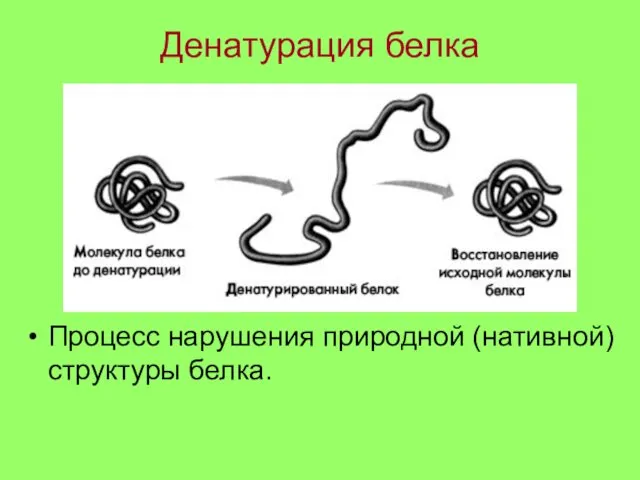 Денатурация белка Процесс нарушения природной (нативной) структуры белка.