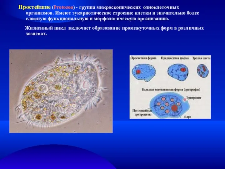 Простейшие (Protozoa) - группа микроскопических одноклеточных организмов. Имеют эукариотическое строение