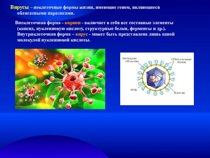 Вирусы – неклеточные формы жизни, имеющие геном, являющиеся облигатными паразитами.